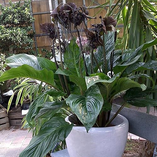 Miniatura 6 de 10 Semillas de flores de murciélago, Tacca Chantrieri, Flor del Diablo, Flores raras y exóticas - QAUZUY GARDEN