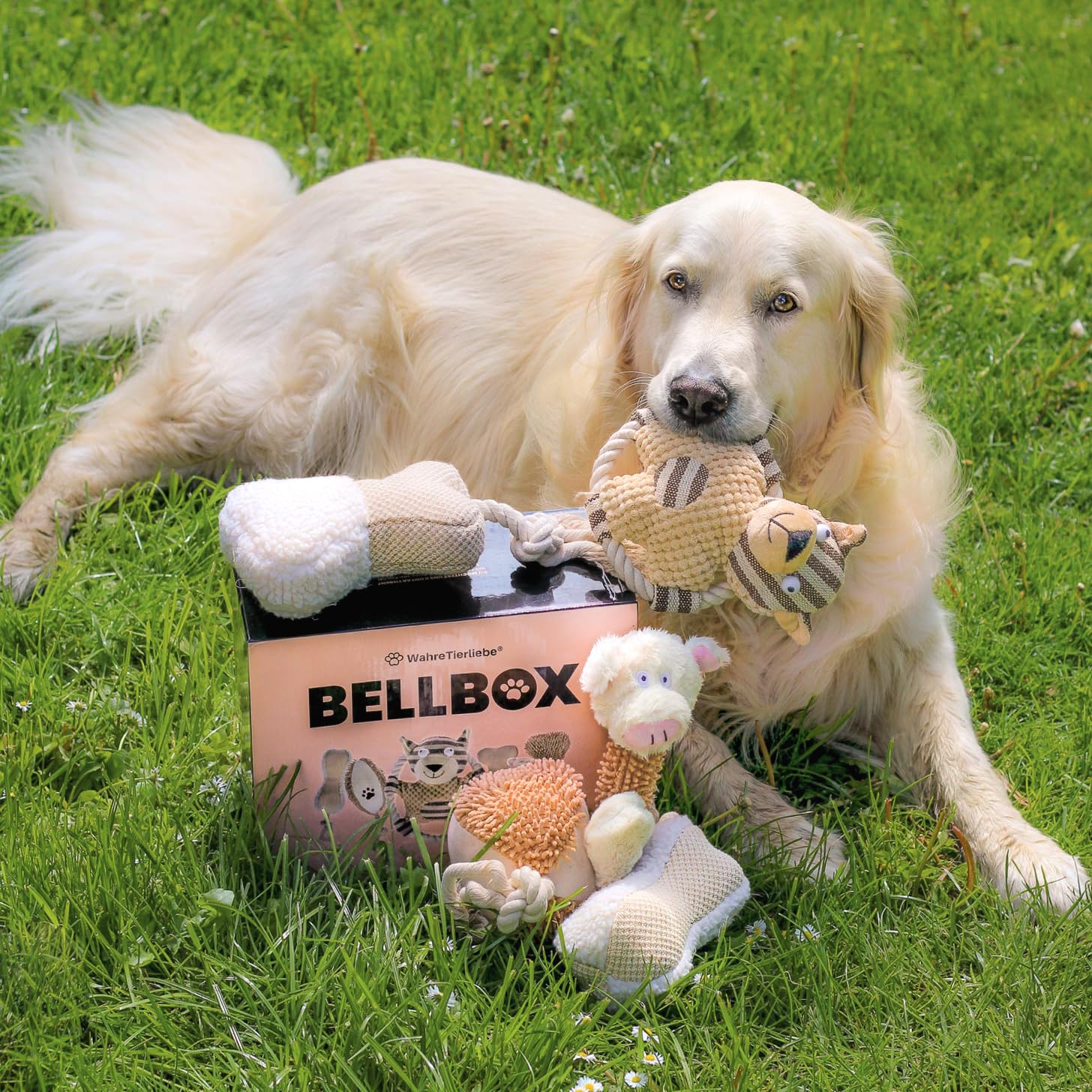 Wahre Tierliebe Bellbox - All in One Hundespielzeug I Spielzeugbox für Hunde | 6X spannende Quietsch, Kau & Seil Spielzeuge für den Spiel und Kautrieb I Robustes Zerrspielzeug (6X Stück mit Box)