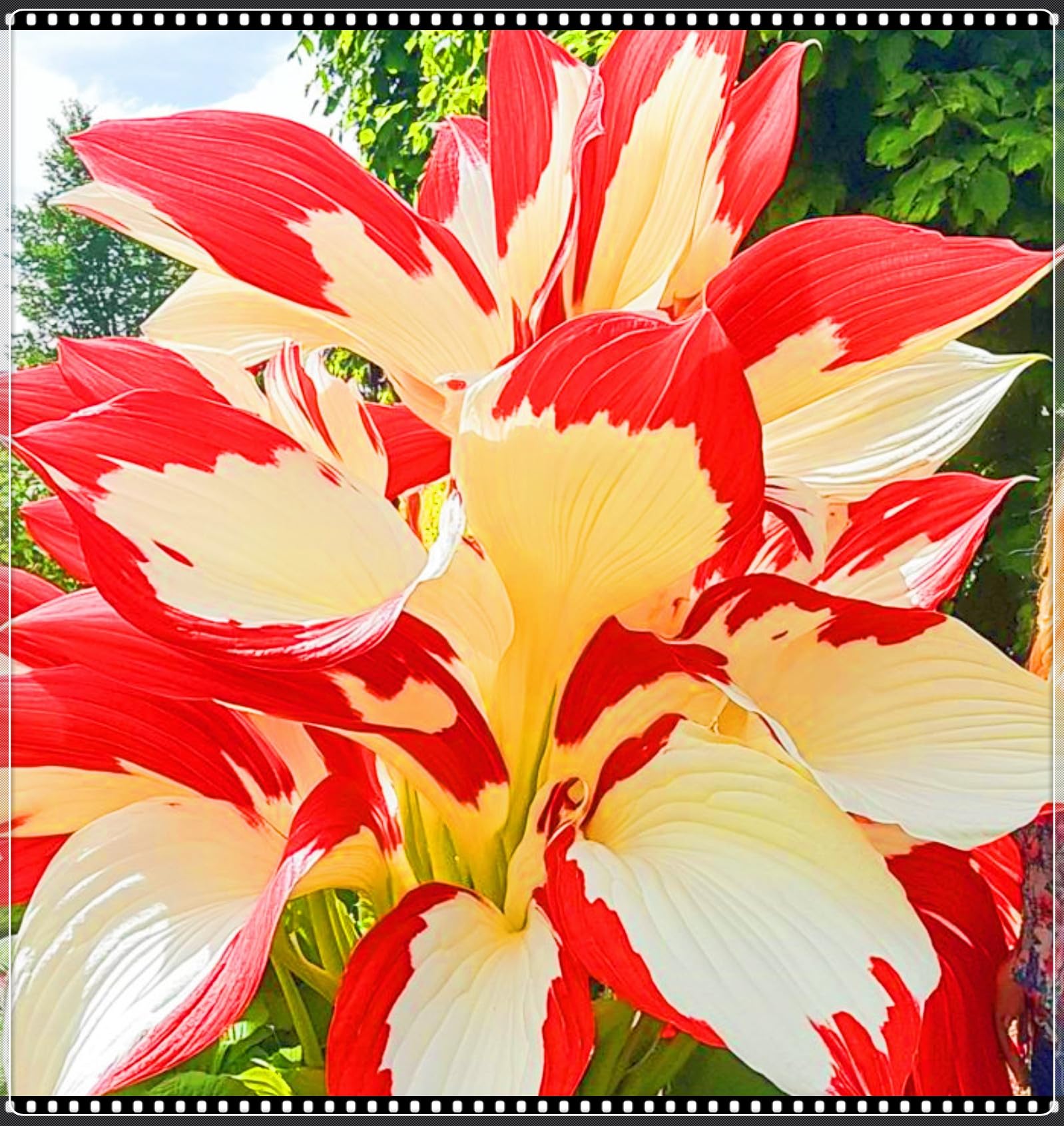 Rare Hostas Hostas Plants/Ornamental Flowers/Plant Bulbs/Hardy Perennial/Wedding Flowers-8bulbs-d โ image 1