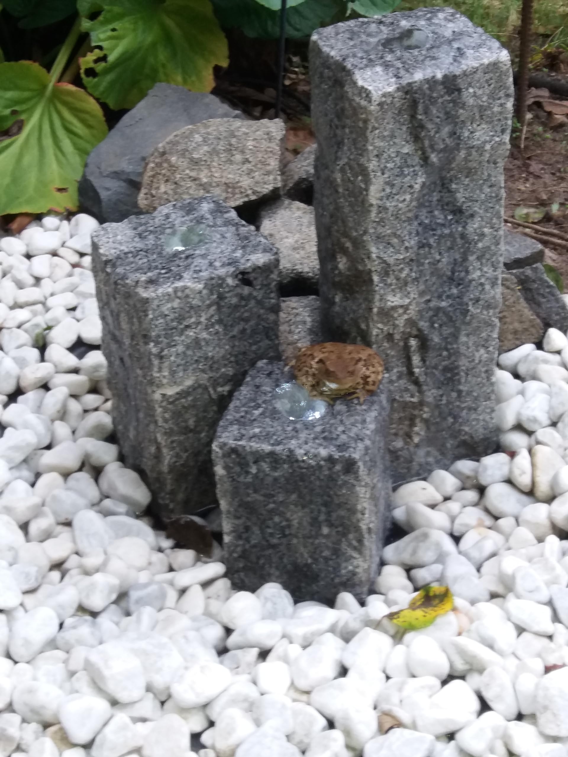 Springbrunnen-Spezial PFLEGESET