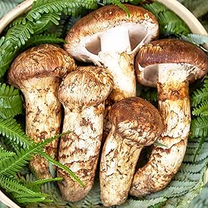 生松茸 中つぼみ(半開き) 約1kg ＜特大HA2Lサイズ 12本前後 14cm前後＞ 空輸直送 中国雲南産｜秋の味覚の王様・フレッシュまつたけ・中ツボミ｜鮮度優先・香り豊かで歯ごたえが特徴｜国内トップクラスの選別基準・四季の広場厳選｜ボリュームで様々な松茸料理が楽しめる｜焼き松茸・炊き込みご飯・土瓶蒸し｜旬の天然食材 ご家庭用 贈答用 秋のギフト｜安心の国内検品｜日付指定可