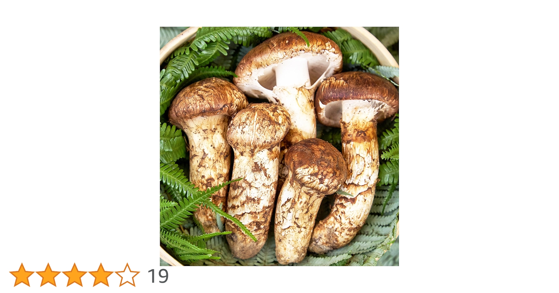秋分特別販売・フレッシュ松茸１ｋｇ・小粒 秋分特別販売・フレッシュ松茸1kg・小粒