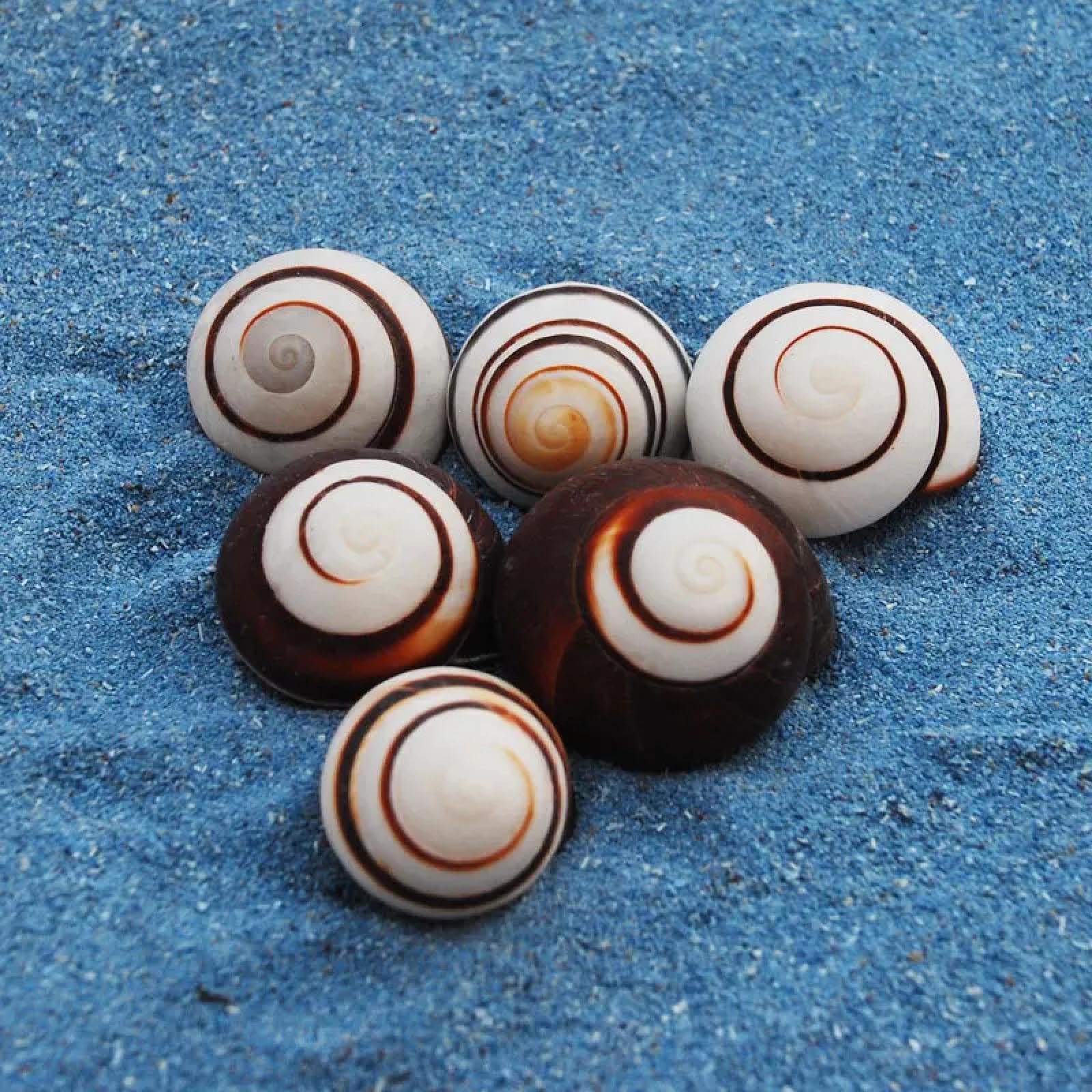Conchiglie per artigianato, 5 pezzi, 3-6 cm, conchiglie naturali, lumaca, esemplare, lumaca, acquario, ornamenti per acquari, eremita, granchio, cono morso di pulci
