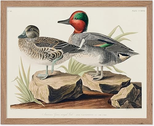 Miniatura 82 de Poster Master Póster vintage de colibríes, impresión de formas de arte retro en la naturaleza, arte de pájaros, regalo para él, ella y amante de los