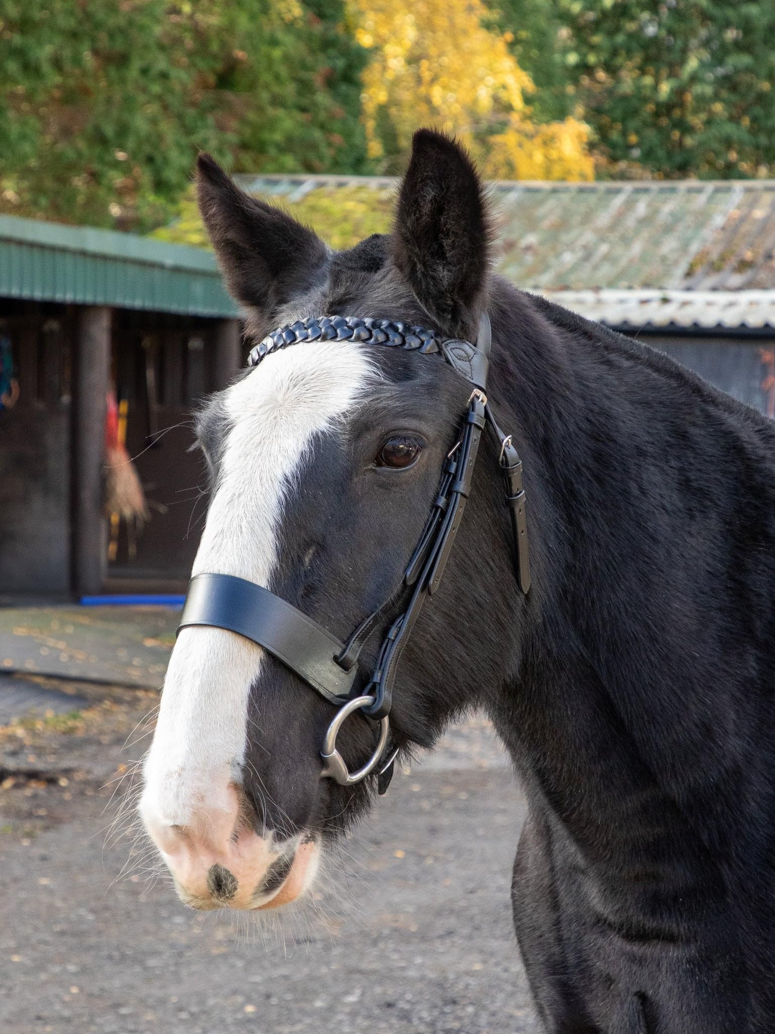 Aces Equine Leather Horse Hunter Bridle with 2 inch Noseband and 1 inch Plated Browband Premium Quality Black Colour (SHETLAND) โ image 1