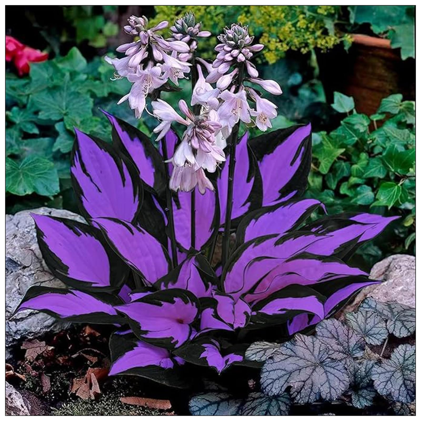 Hardy,Beautiful Hosta Bulbs,Giant Flower, Perennial, Professional for Brilliant Garden Displays-6 Bulbs-B