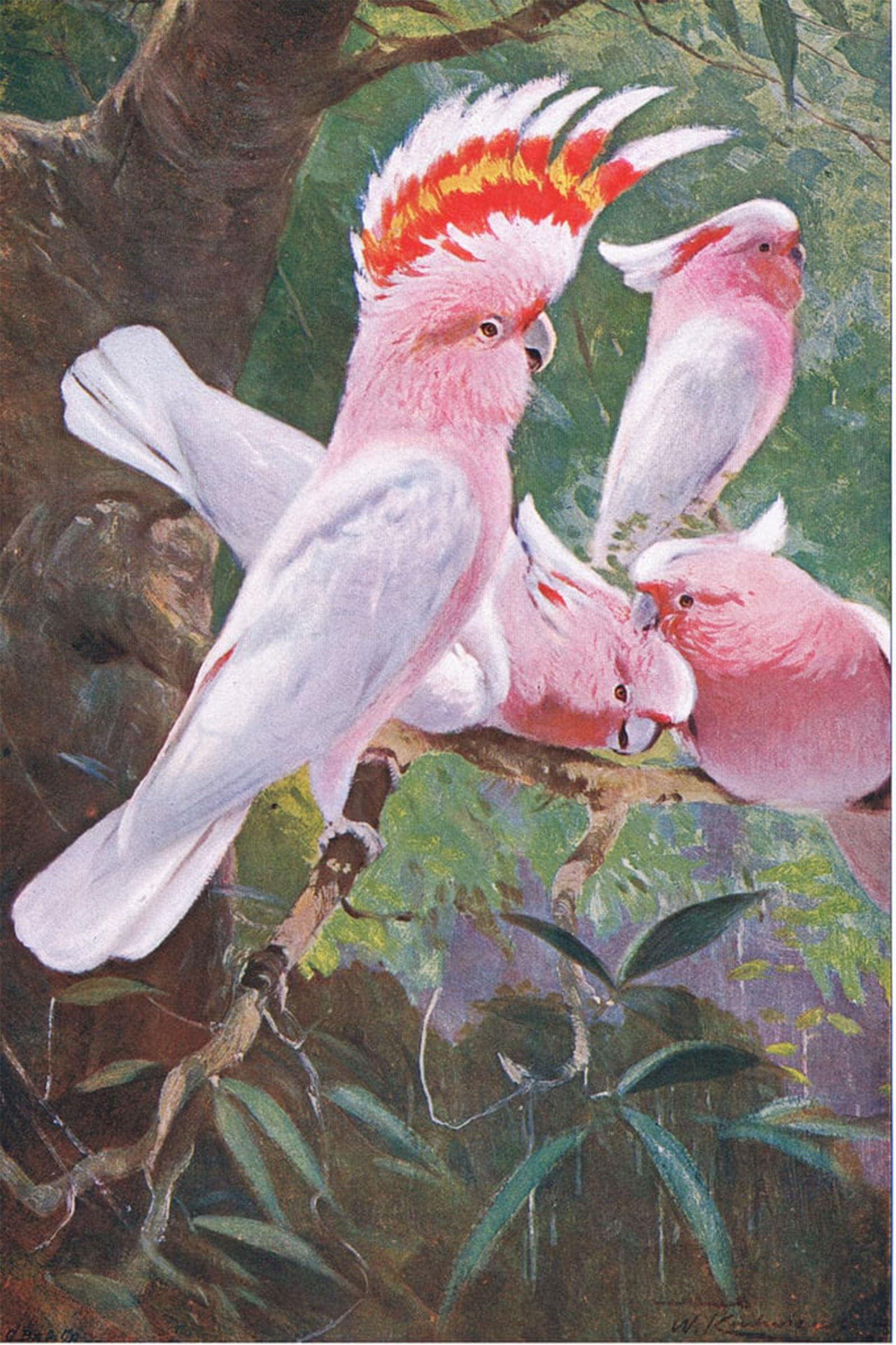 SERENDIPITP Retro Picture Poster Wall Art Pictures Painting Leadbeaters Cockatoo Illustration Fromwildlife of the World by Wilhelm Kuhnert Wall Art Canvas Print for Wall Decor 60x90cm