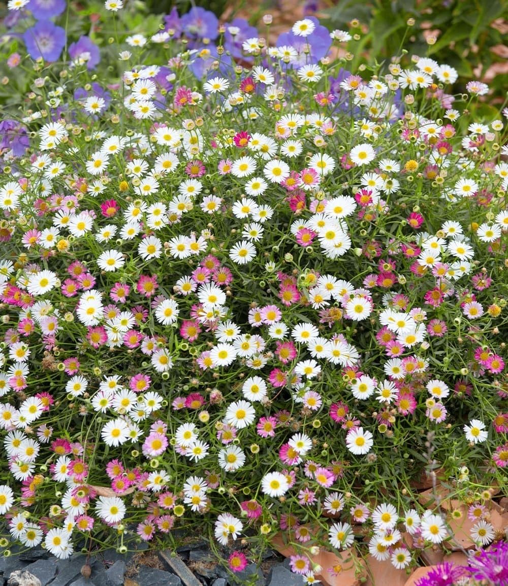 BALDUR Garten 15x Spanisches Gänseblümchen, Pflanzen im 9x9 cm-Topf