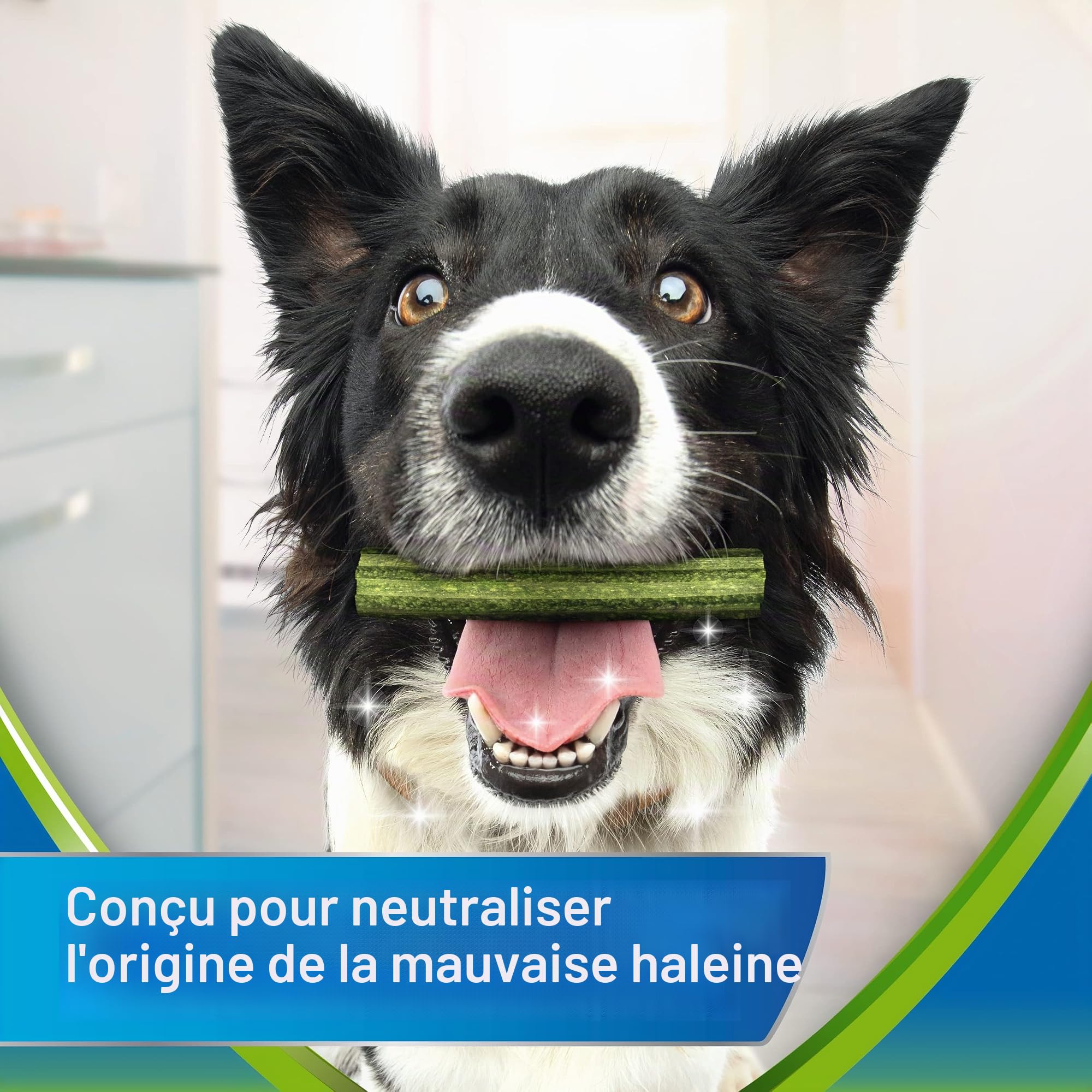 Dentalife Activfresh Small Lot de 6 sachets de 7 bâtonnets de friandises pour petit chien 42 bâtonnets