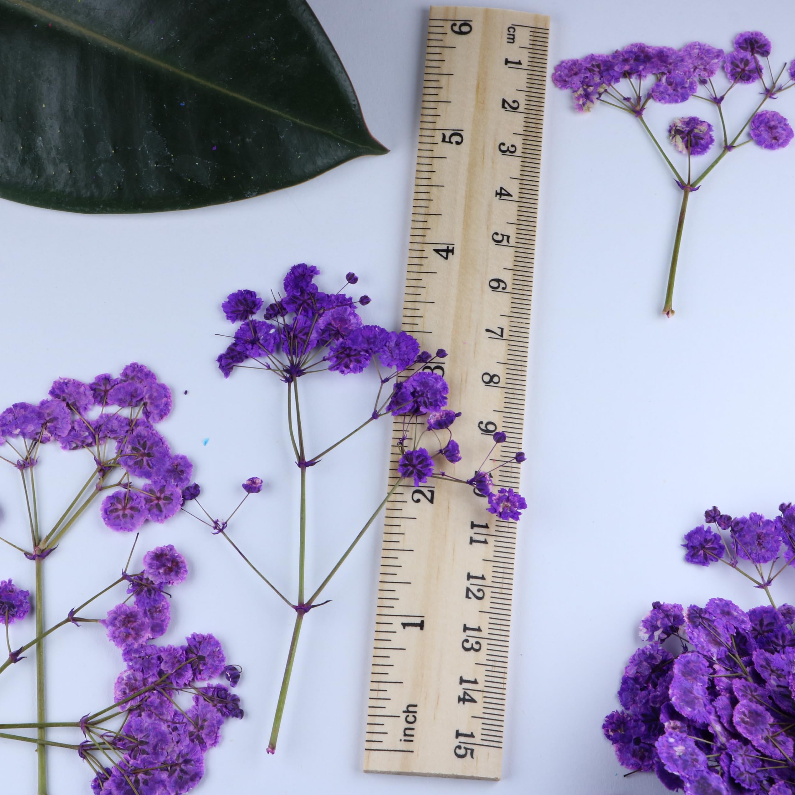 50 Zweige Lila gepresste Blumen Bulk Getrocknete Blumen Kit für Harz Getrocknete Babys Atem Blume Natürlich mit Pinzette für Handwerk Weihnachten DIY Geschenk Scrapbooking Foto Requisiten