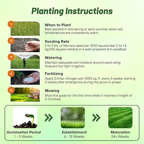 Miniatura 3 de Outsidepride Semilla de césped y césped tolerante a la sequía de 2 lb de Mónaco (de Riviera) Bermuda
