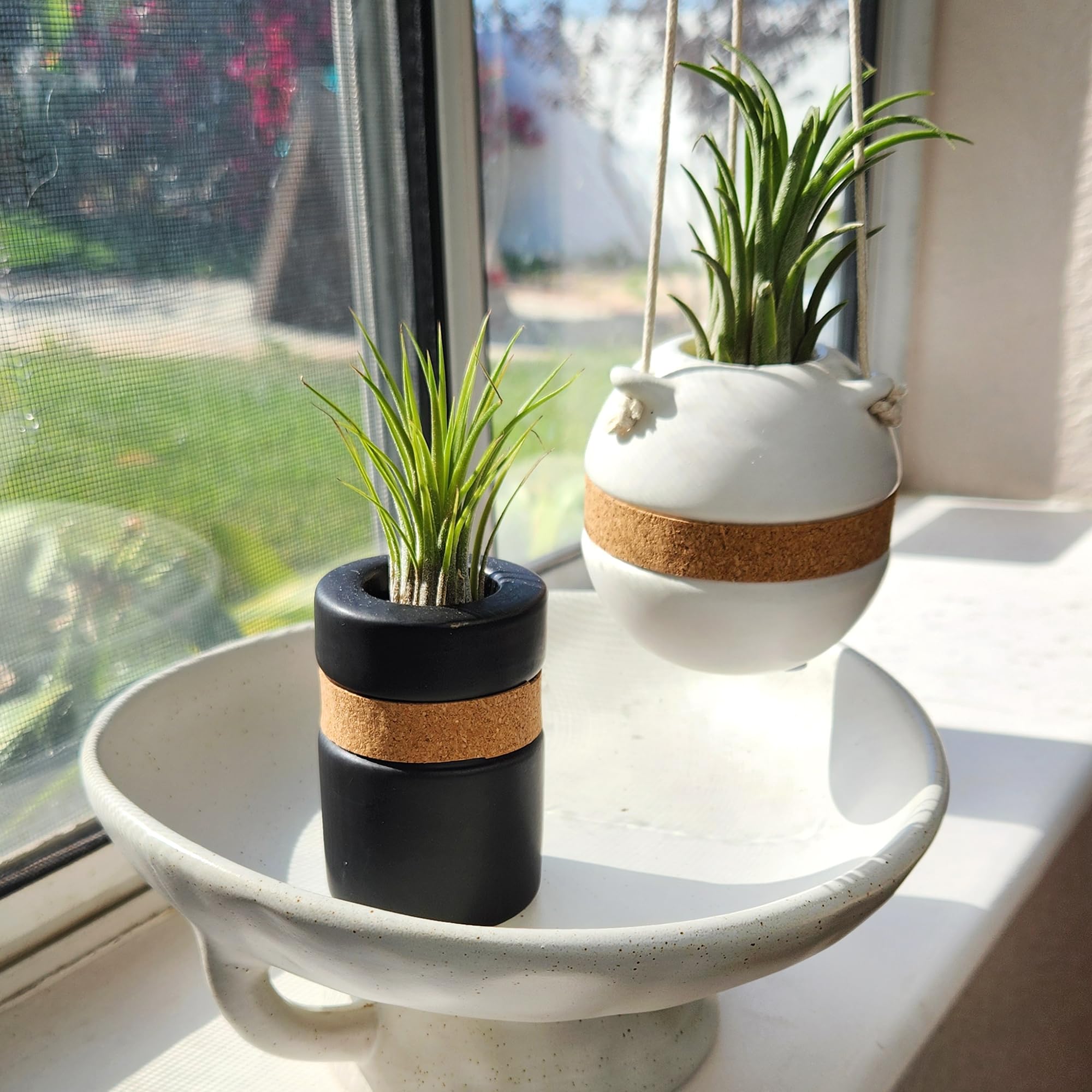 Amazon.com: Live Air Plants with Decorative Black & White Air Plant Holder  Duo (2-pack), Easy Plant Gift, Non-Toxic & Pet Friendly Plants, Air Plants  Live Plants in Small Plant Pots, Home Decor