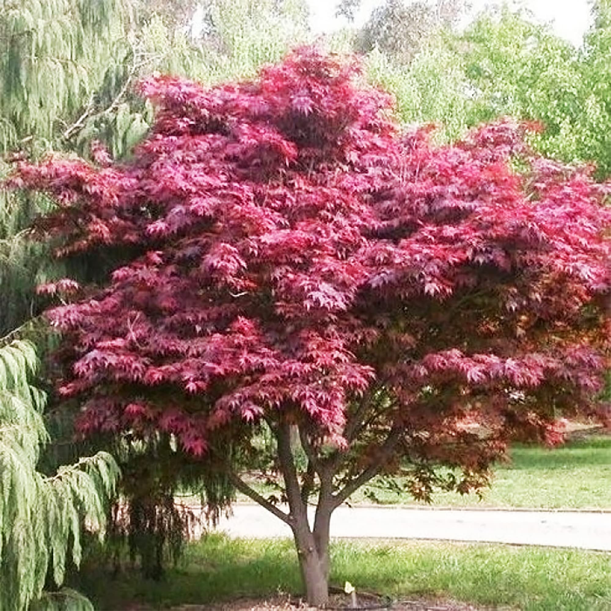 Amazon.com: QAUZUY GARDEN 15 Red Smooth Japanese Maple (Acer