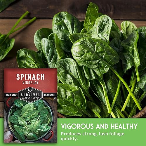 Miniatura 4 de Survival Garden Seeds - Semilla de espinaca Viroflay para plantar - Paquete con instrucciones para plantar y cultivar verduras de hoja verde