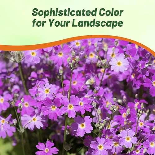 Vista 15 de Outsidepride 1000 Semillas Perennes Primula Crimson Fairy Primrose Flower Seeds para plantar Carmesí
