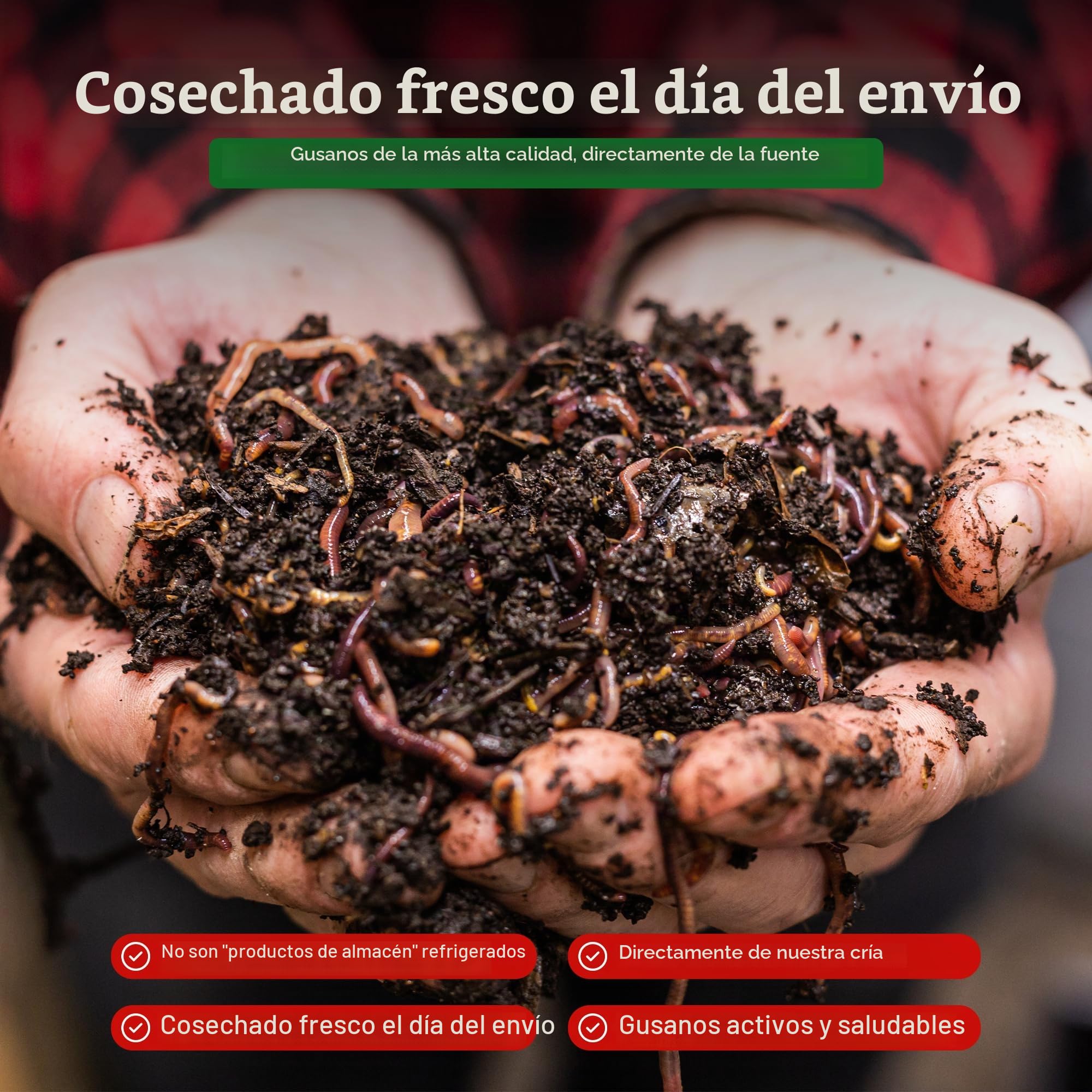 0,5 kg de gusanos compostables (aprox. 500 unidades)