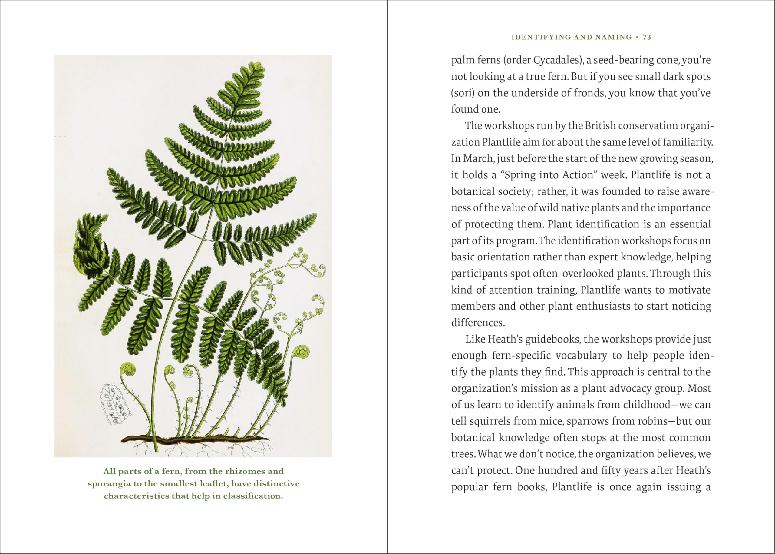 The Elegance of Ferns: Portrait of a Botanical Marvel (Marvels of Nature, 3)
