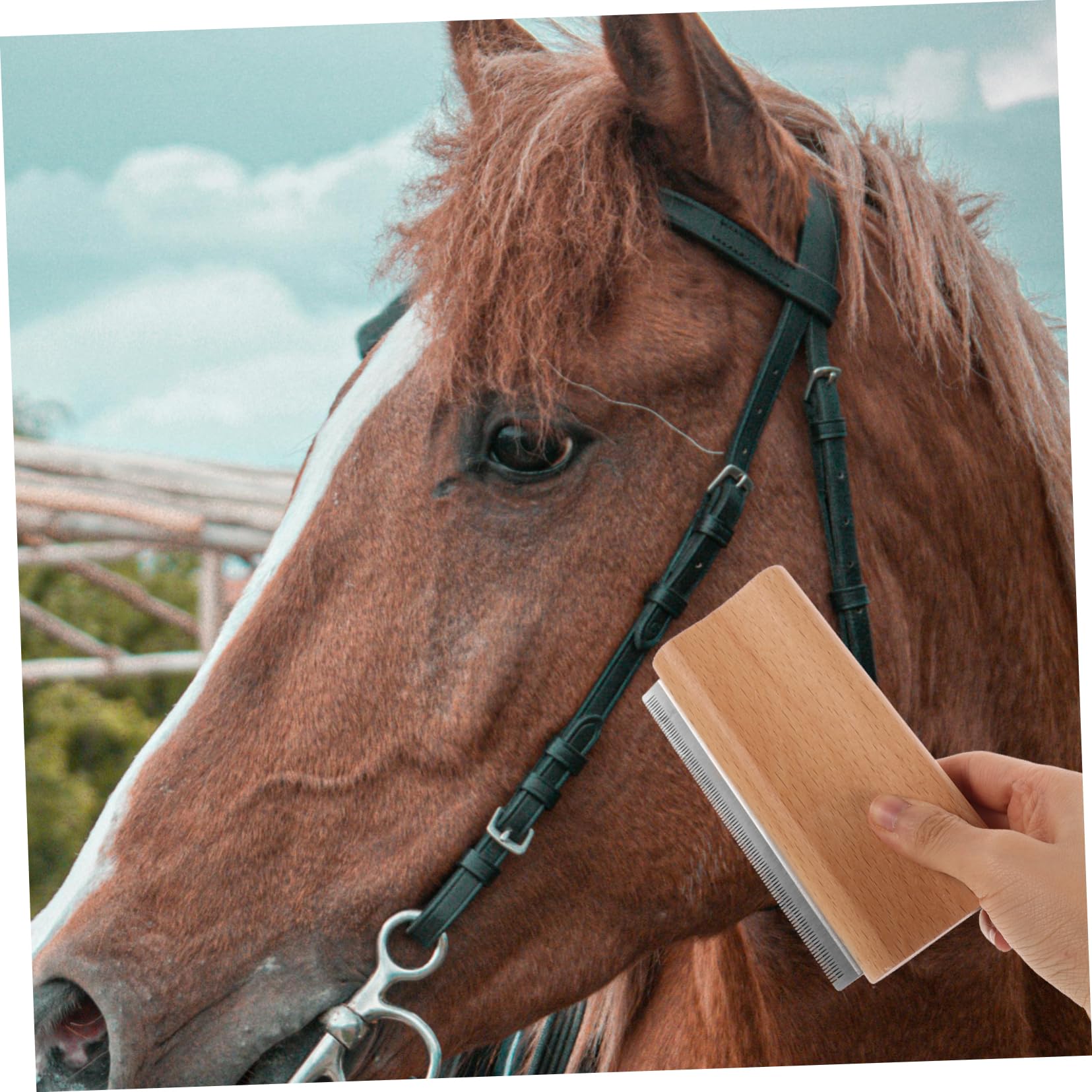 TOYANDONA 5 Piezas peine para depilación de mascotas aseo cepillo de pelo de caballo cepillo para caballos Cepillo de caballo cepillo de crin de caballo herramienta deshedding Haya