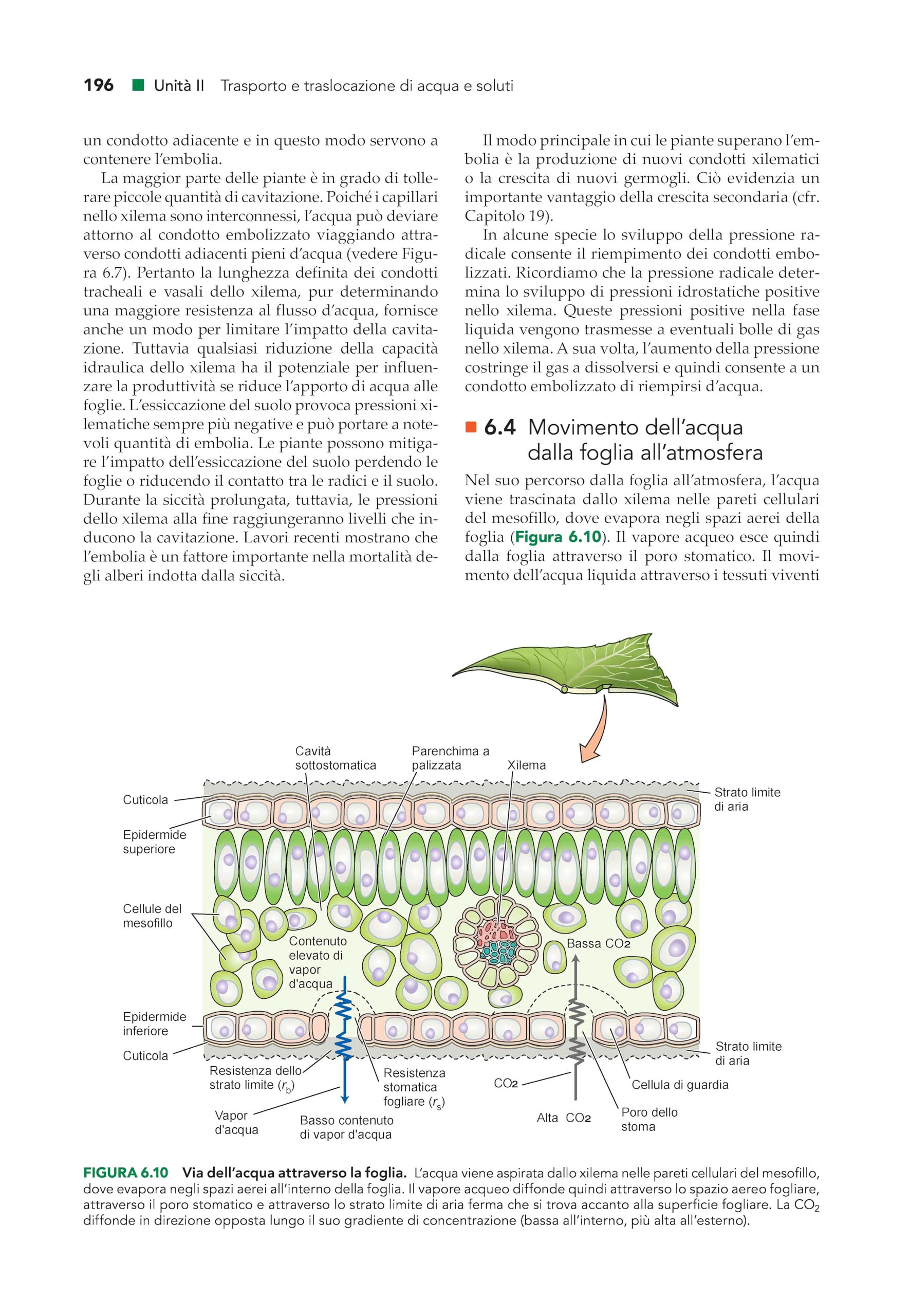 Fisiologia e sviluppo vegetale