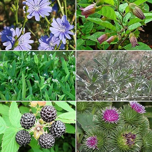 Colección de semillas de jardín de hierbas medicinales #2 – Un paquete variado de 6 semillas de hierbas medicinales raras. CÁPSULAS DE SEMILLAS