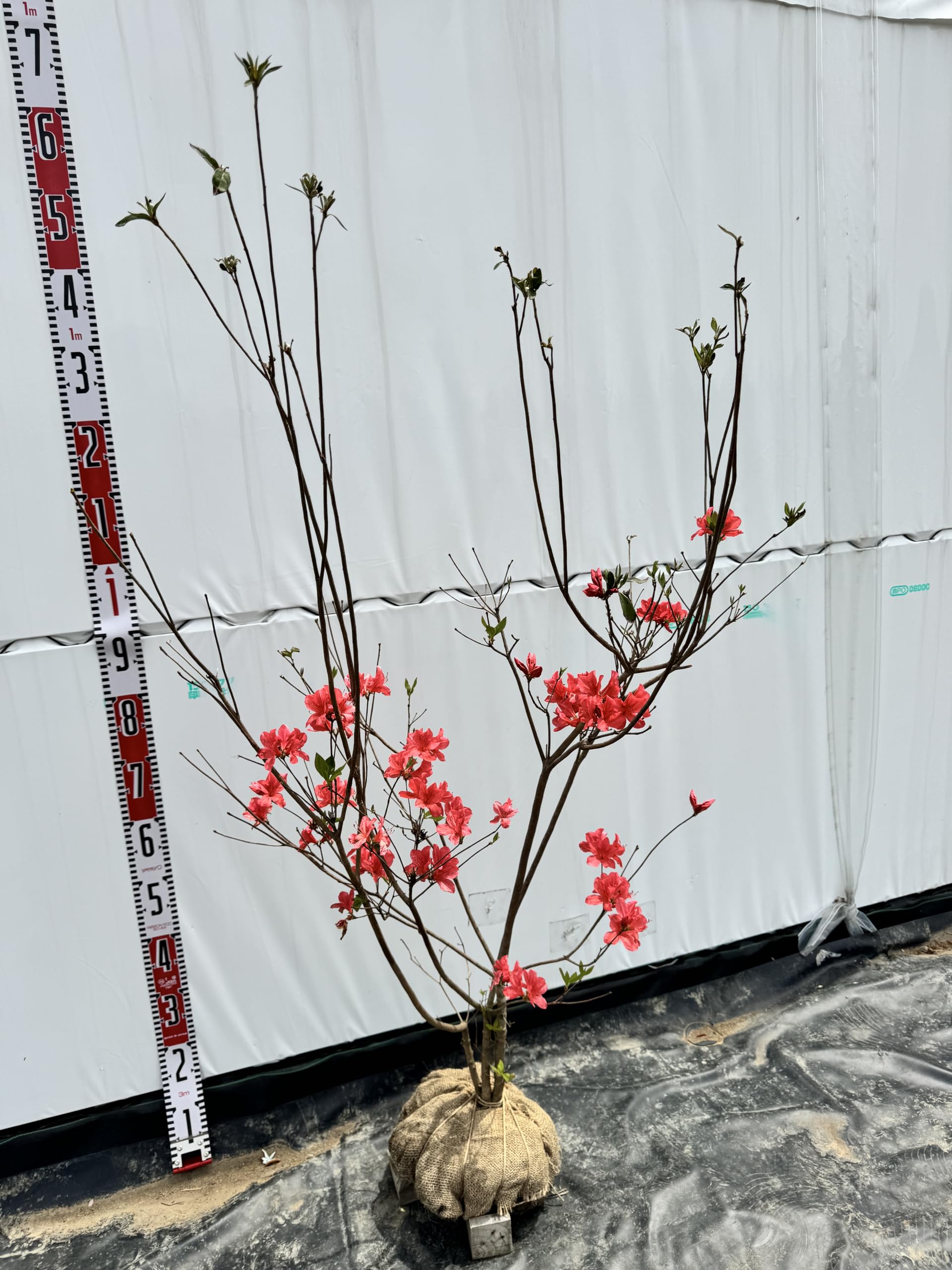 ヤマツツジ/大株【現品発送】管理70731 ヤマツツジ/大株【現品発送】管理70731 ヤマツツジ/大株【現品発送