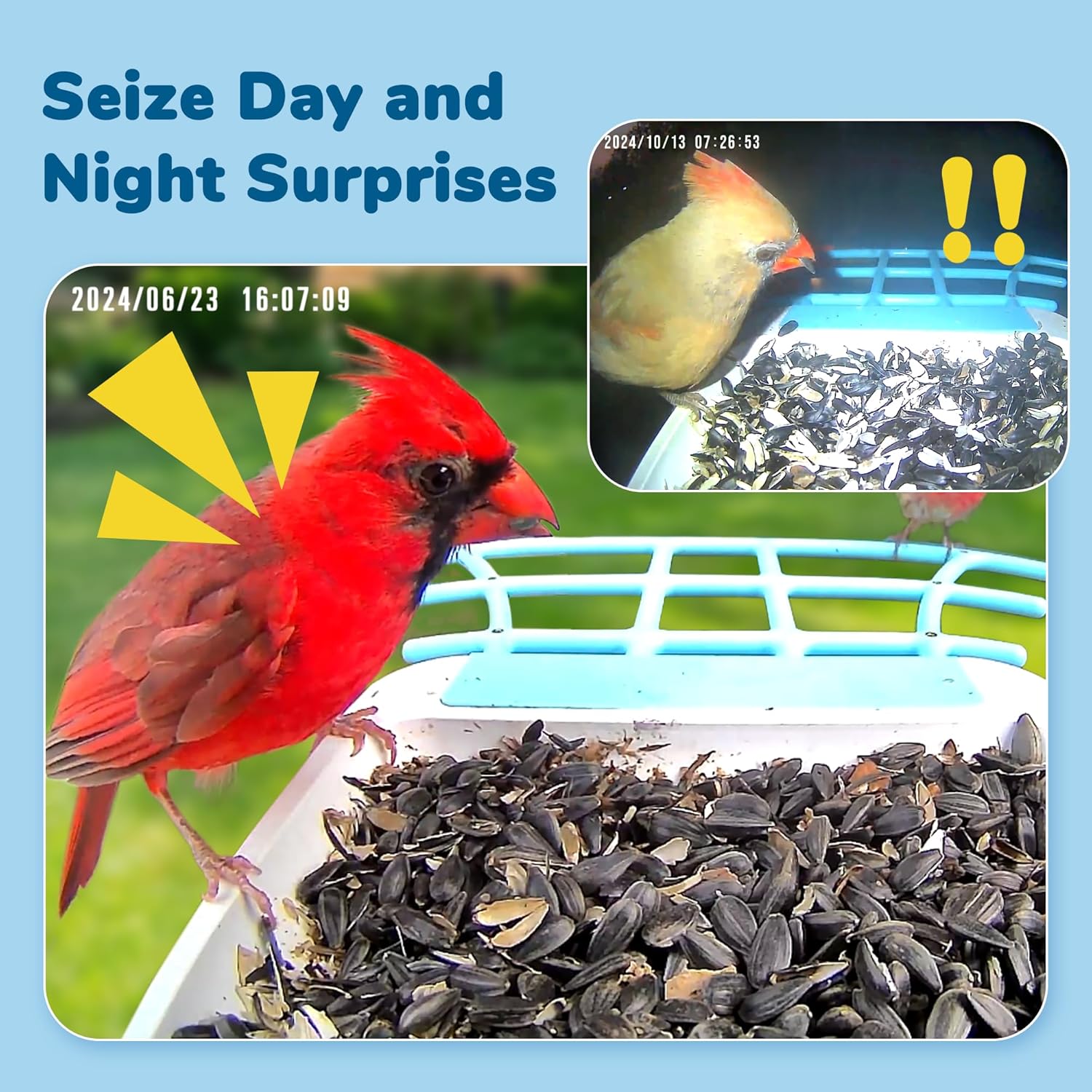 Day and night captures from the bird feeder camera showing a cardinal