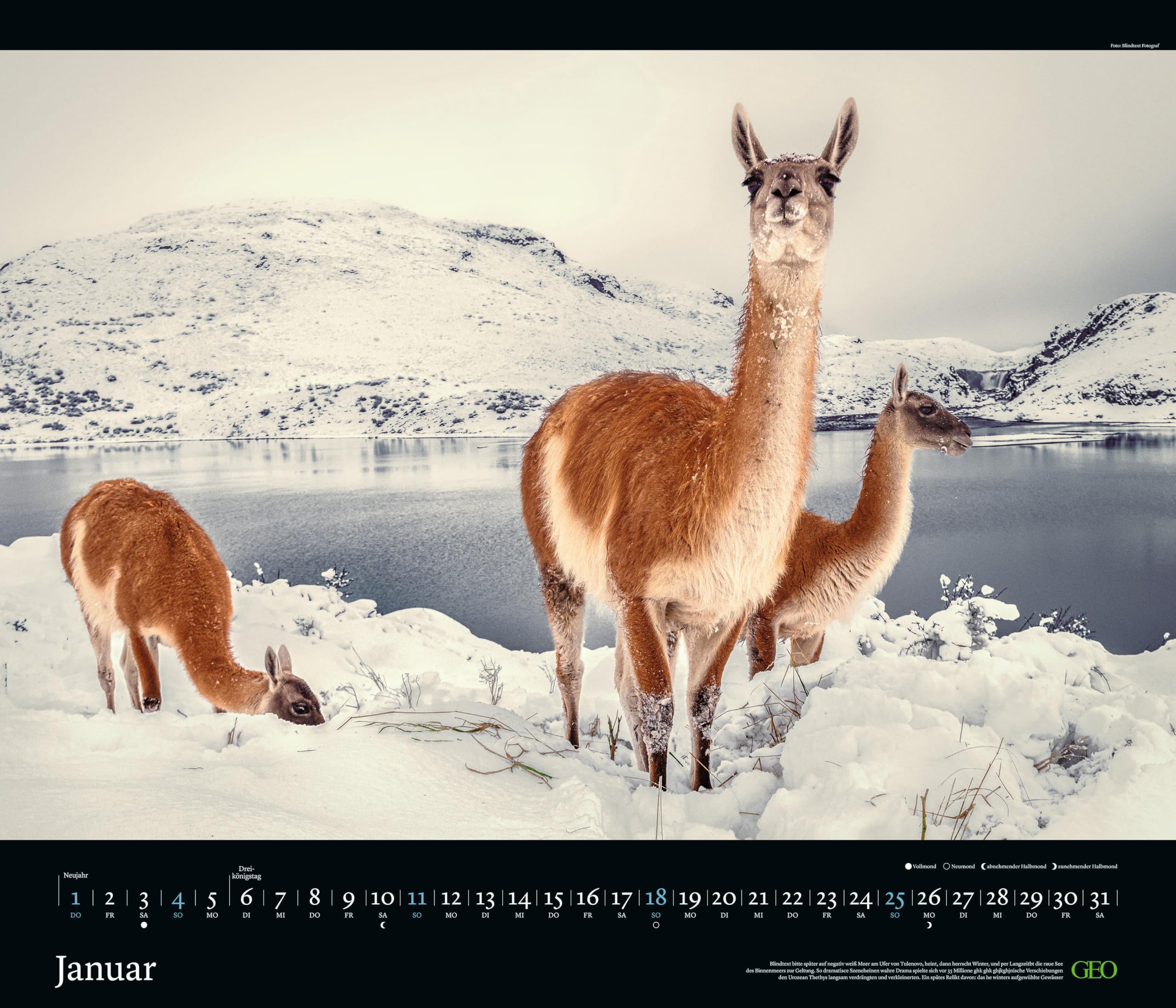 GEO - GEO Edition: Tierwelten 2026 – Wandkalender 70x60 cm, Tier-Poster-Kalender mit Wildlife-Fotografie, 12 Monatsblätter & Spiralbindung inkl. Postkarten für Tier- und Naturfreunde
