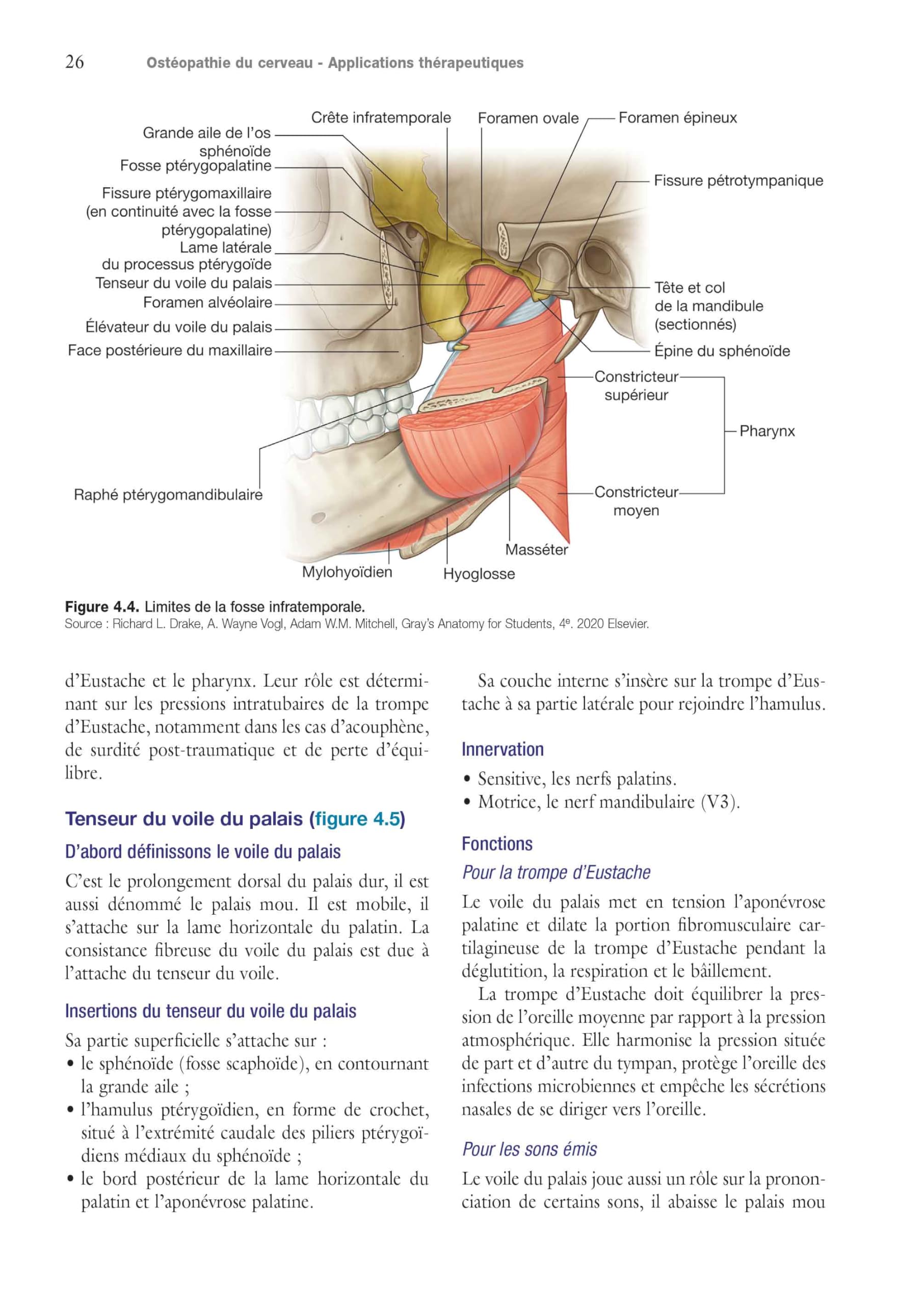 Ostéopathie du cerveau - Applications thérapeutiques
