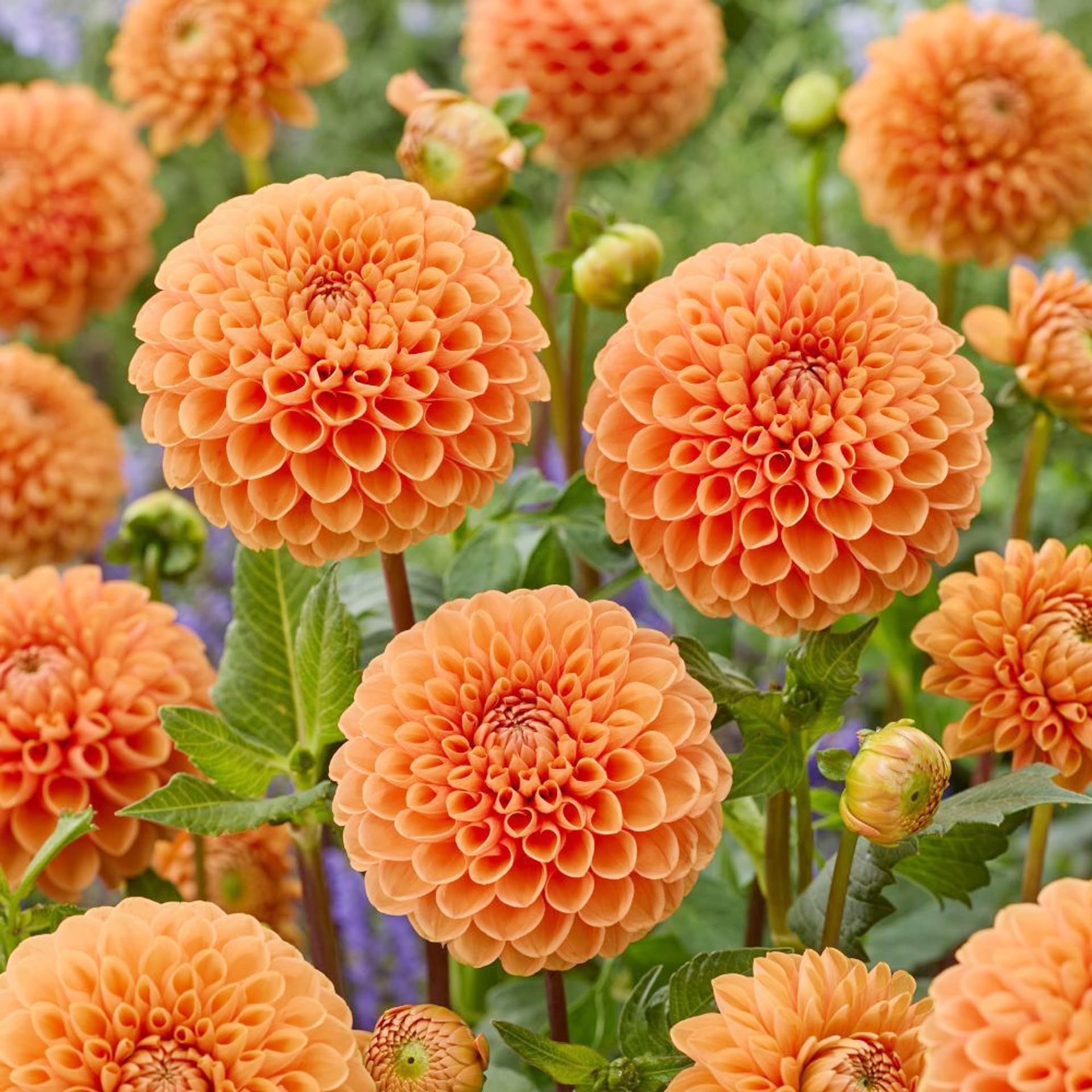 Amazon.com : 500+Perennial Dahlia Pompon Flower Seeds for Planting Outdoor-Dahlia  Seeds Attracts Bees&Butterflies Non-GMO Heirloom : Patio, Lawn & Garden