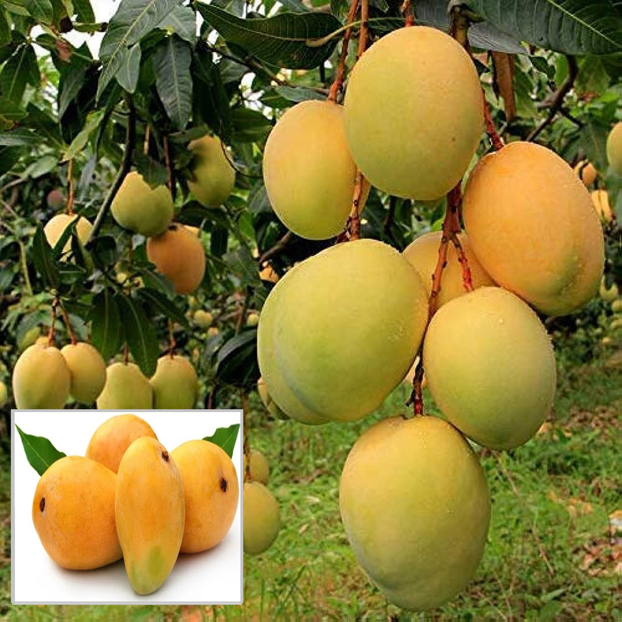 HAPING Alphonso Hapus Ratnagiri Mango Aam Grafted Fruit Live Plant (1.5-3 Feet Height) (B0CV9K96PB) Amazon Price History, Amazon Price Tracker