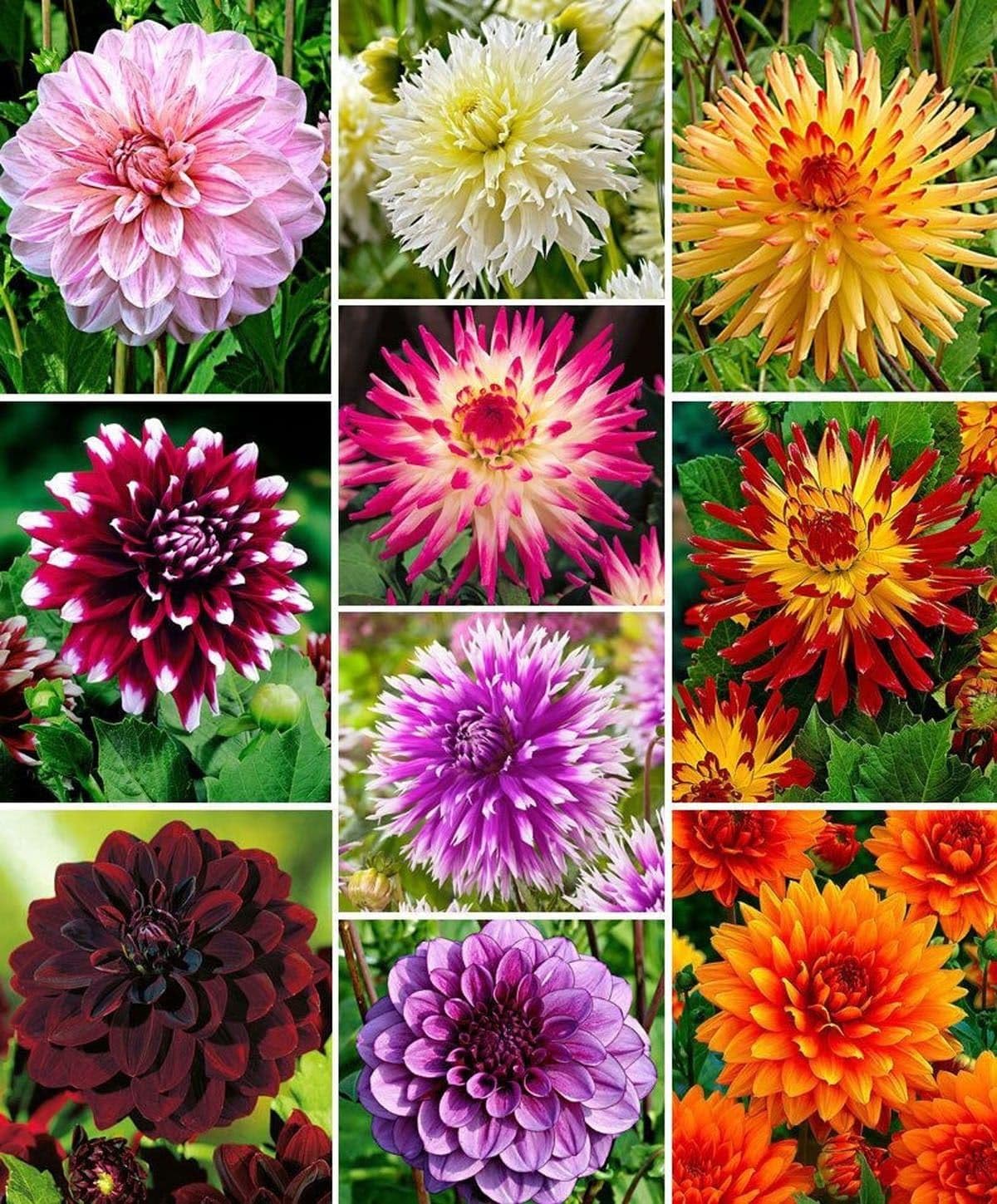 GREENOUT Dahlia Double Mix F1 Hybrid Dwarf Variety Flower Seeds | Dahlia Double Mix F1 Hybrid Seeds | Dwarf Variety Flower Seeds For Home Gardening - 50 Seeds Pack