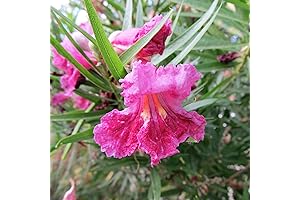 YEGAOL 30Pcs Desert Willow Seeds for Vibrant Landscaping