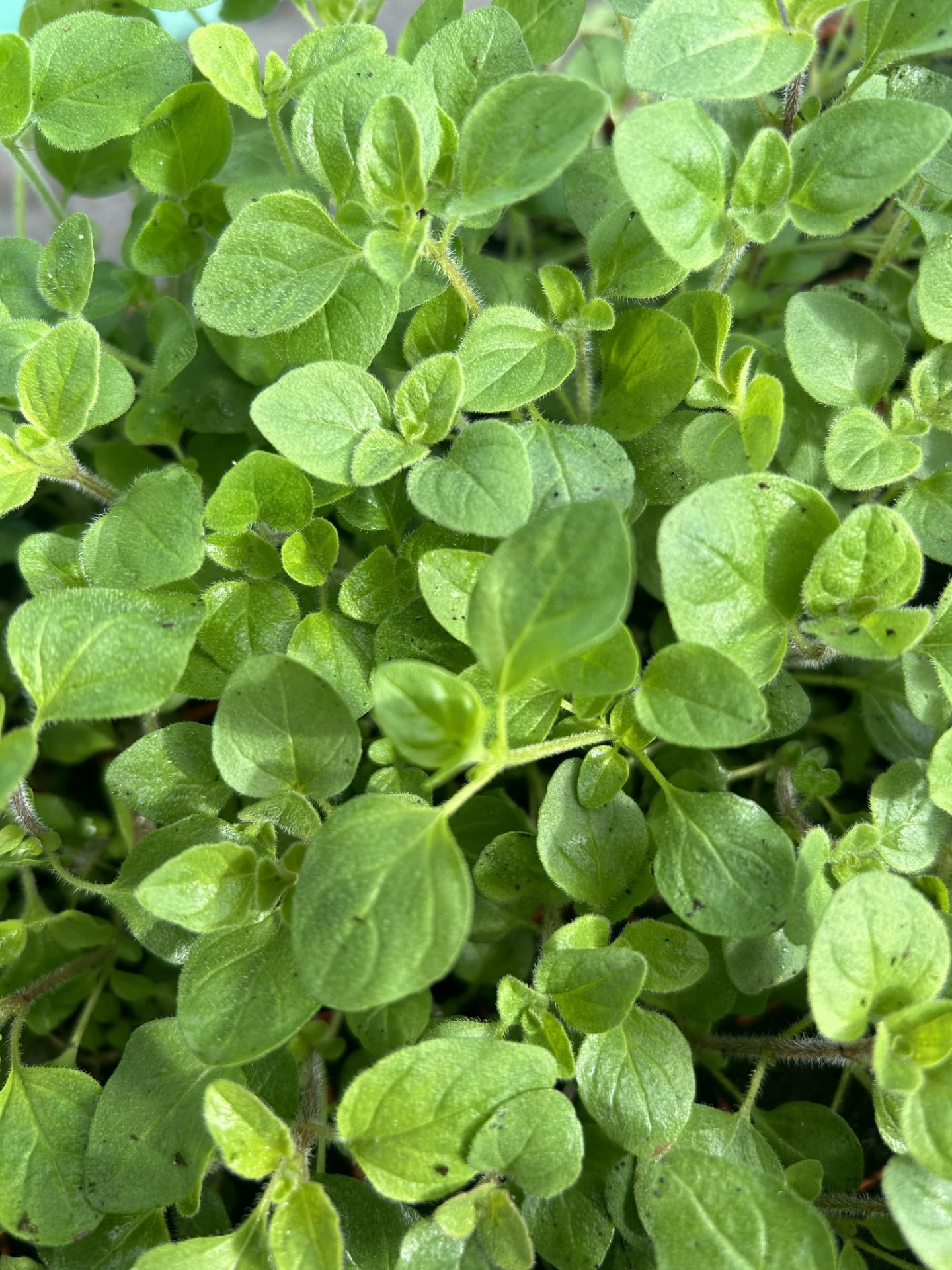 Marjoram Herb Plug Plants Grow Your Own Herbs 'Ready to Plant Now' (6, Marjoram)