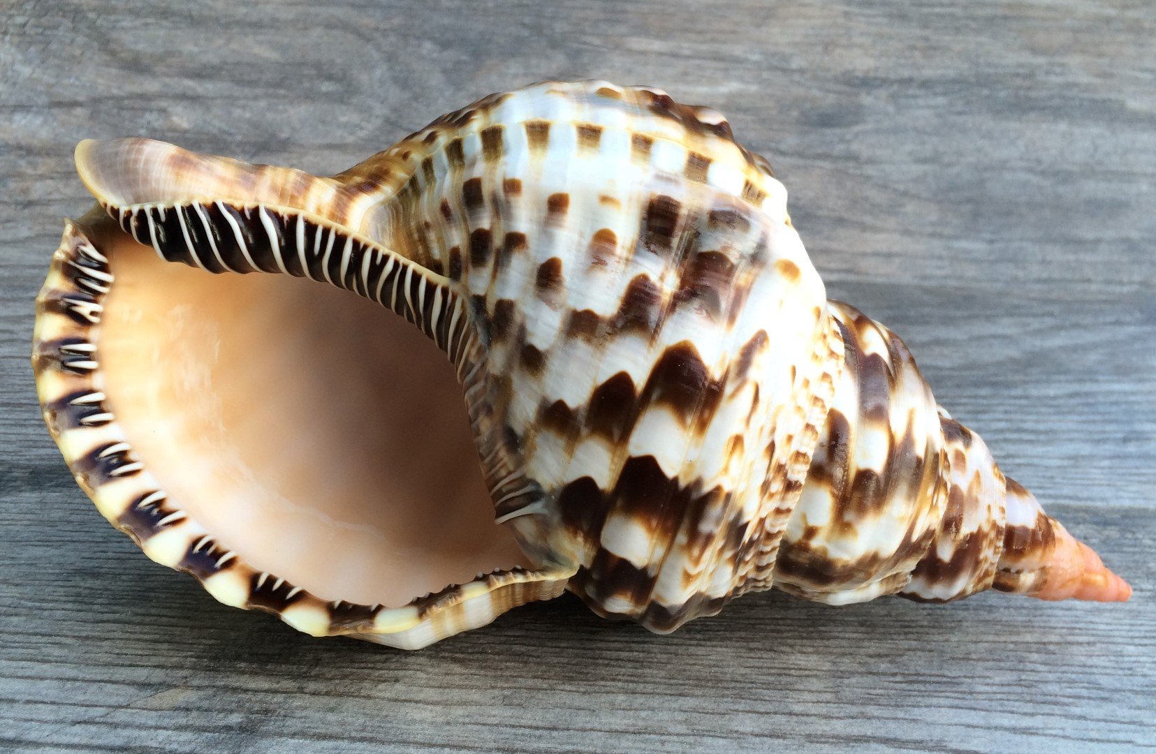 Nautical Crush Trading Triton Shell | 1 Triton Sea Shell 7"-8" | Plus Free Ebook by Joseph Rains