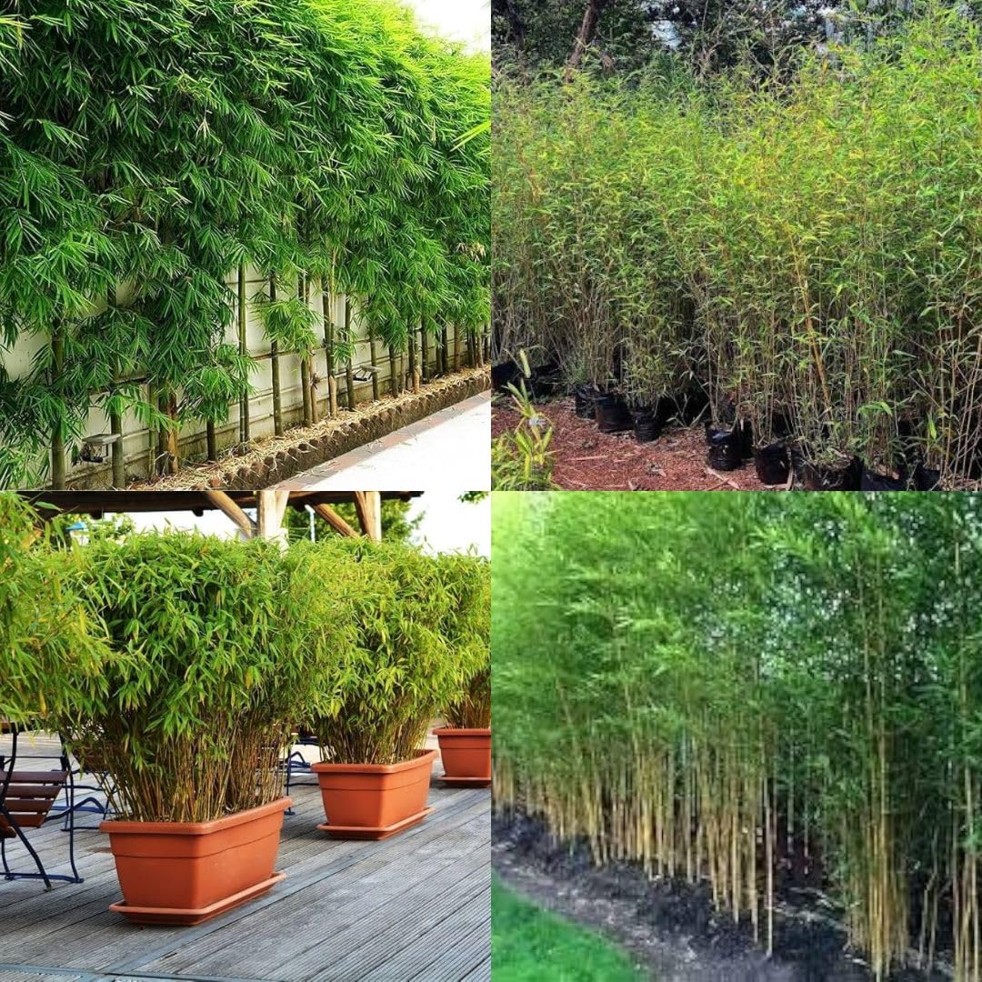 Nutan Wall Bamboo Plant, number of seeds 500-image-27