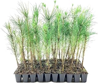 Virginia Pine | 3 Live Trees | Scrub Spruce Pine | Pinus Virginiana | Unique Evergreen Specimen Planting