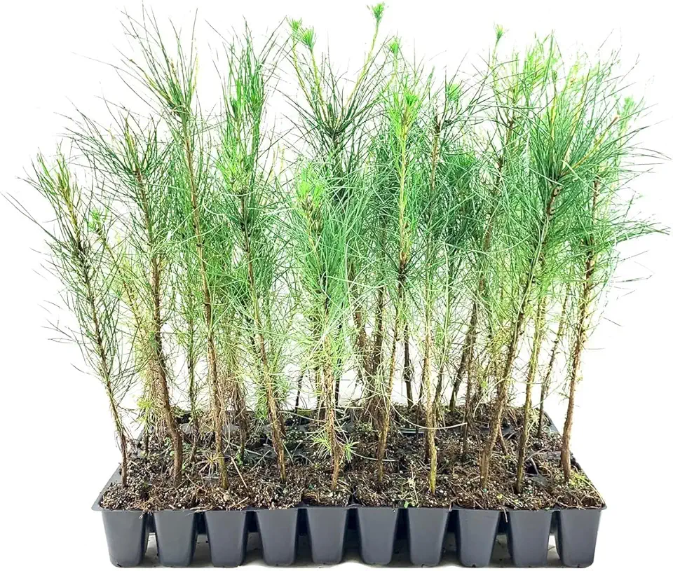 Virginia Pine Live Trees (3-Pack)