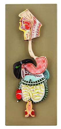EISCO Human Digestive System Model, 2 Parts, Hand Painted
