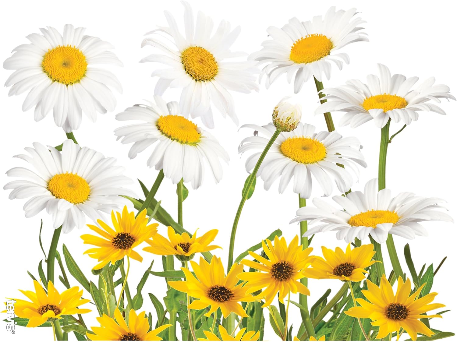 Stay Stylish and Hydrated: Tervis White Daisies Tumblers Review