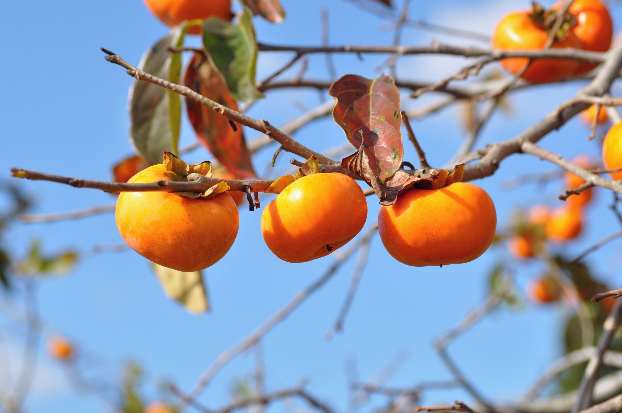 Wild American Persimmon (Fruit Tree) - 50 Seeds