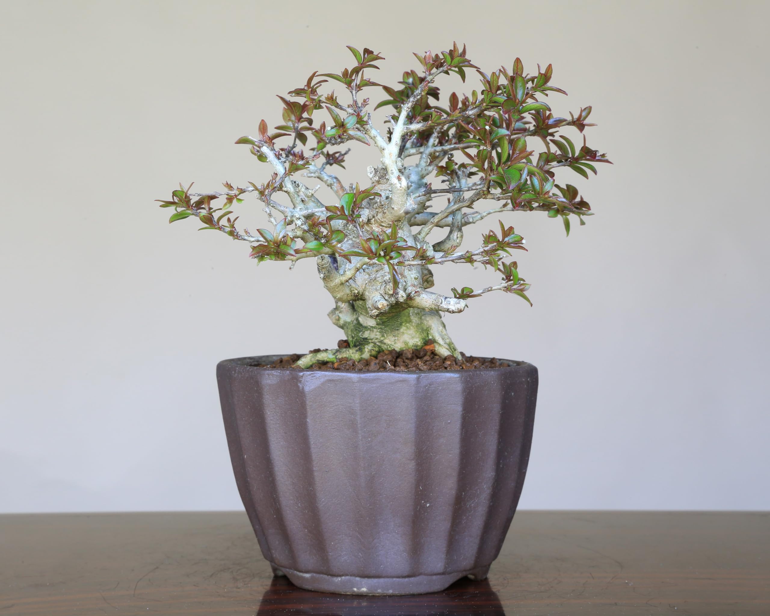 Amazon.co.jp: 八房品種『姫サルスベリ』百日紅 ミニ盆栽【泰寿園