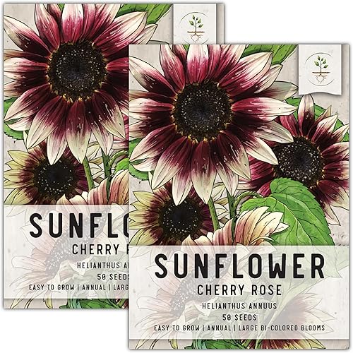 Seed Needs Semillas de girasol de rosa cereza para plantar hermosas flores bicolor ideales para cortar paquete individual de 50 semillas F1 Hybrid Seed Needs Semillas de girasol de rosa cereza para plantar hermosas flores bicolor ideales para cortar paquete individual de 50 semillas F1 Hybrid