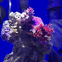 Vista 7 de Seachem Prime - Acondicionador para agua dulce y salada, removedor de químicos y desintoxicante 250 ml