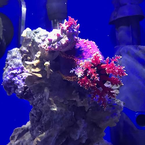 Vista 17 de Seachem Prime and StressGuard - Acondicionadores de agua para acuario (8.5 fl oz + 16.9 fl oz)