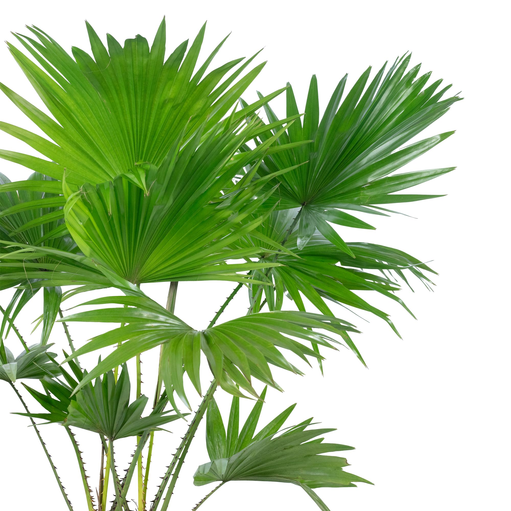 Livistona - Palmera con paraguas (60 cm de altura, 17 cm de diámetro)