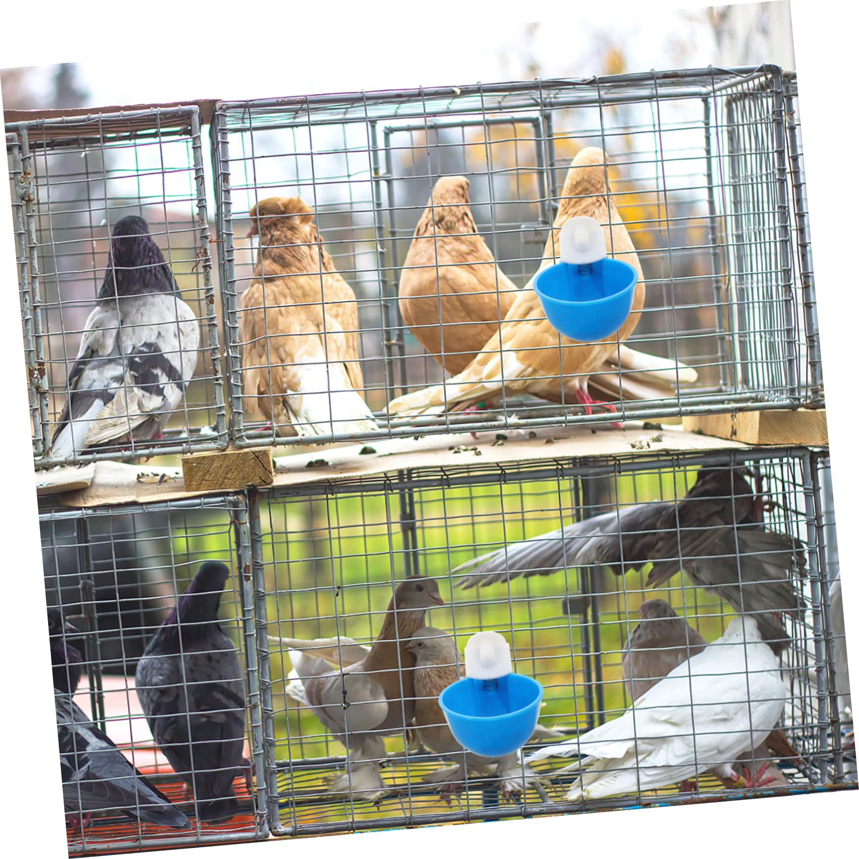 GALPADA Sturdy Easy to Use 5pcs Plastic Chicken Waterer Replaceable Cups for Household Pigeon Supplies