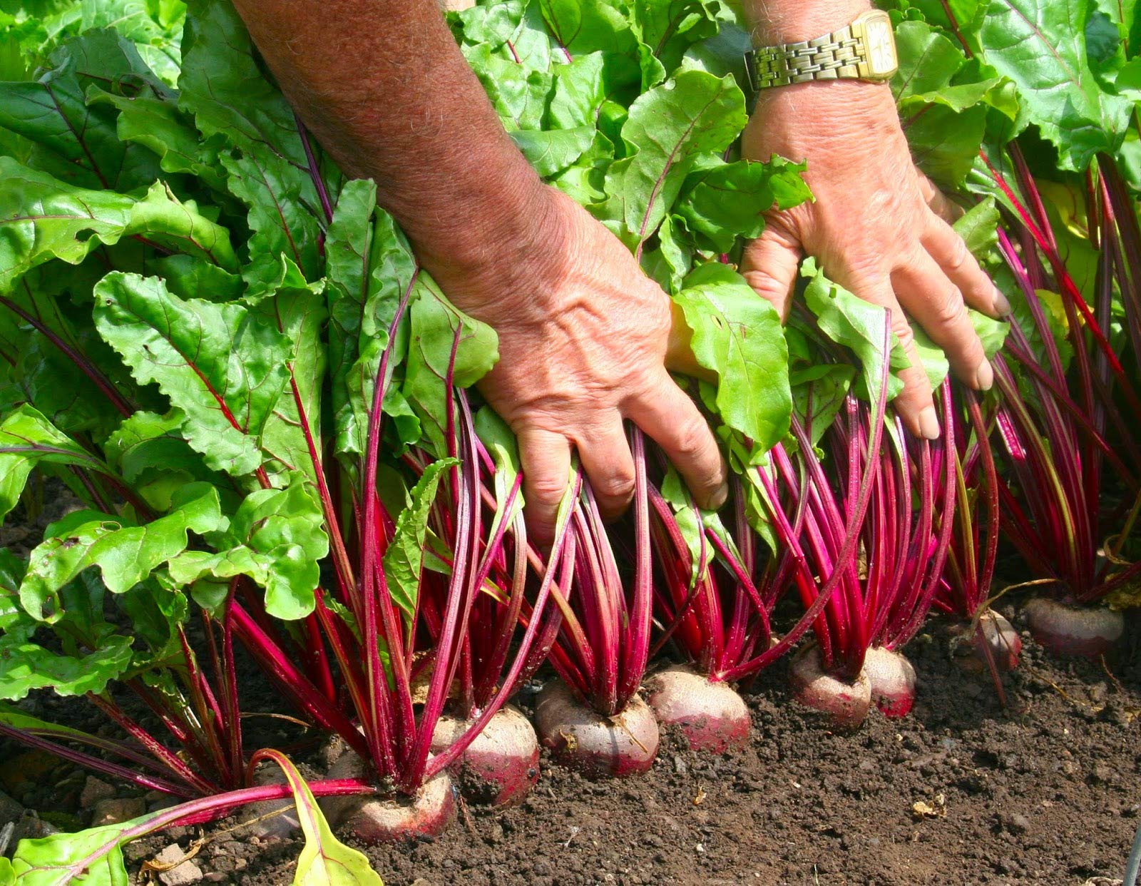 Golden Hills Farm Beetroot chukandar Hybrid Seeds 200+ seeds (B096G7WXV8) Amazon Price History, Amazon Price Tracker
