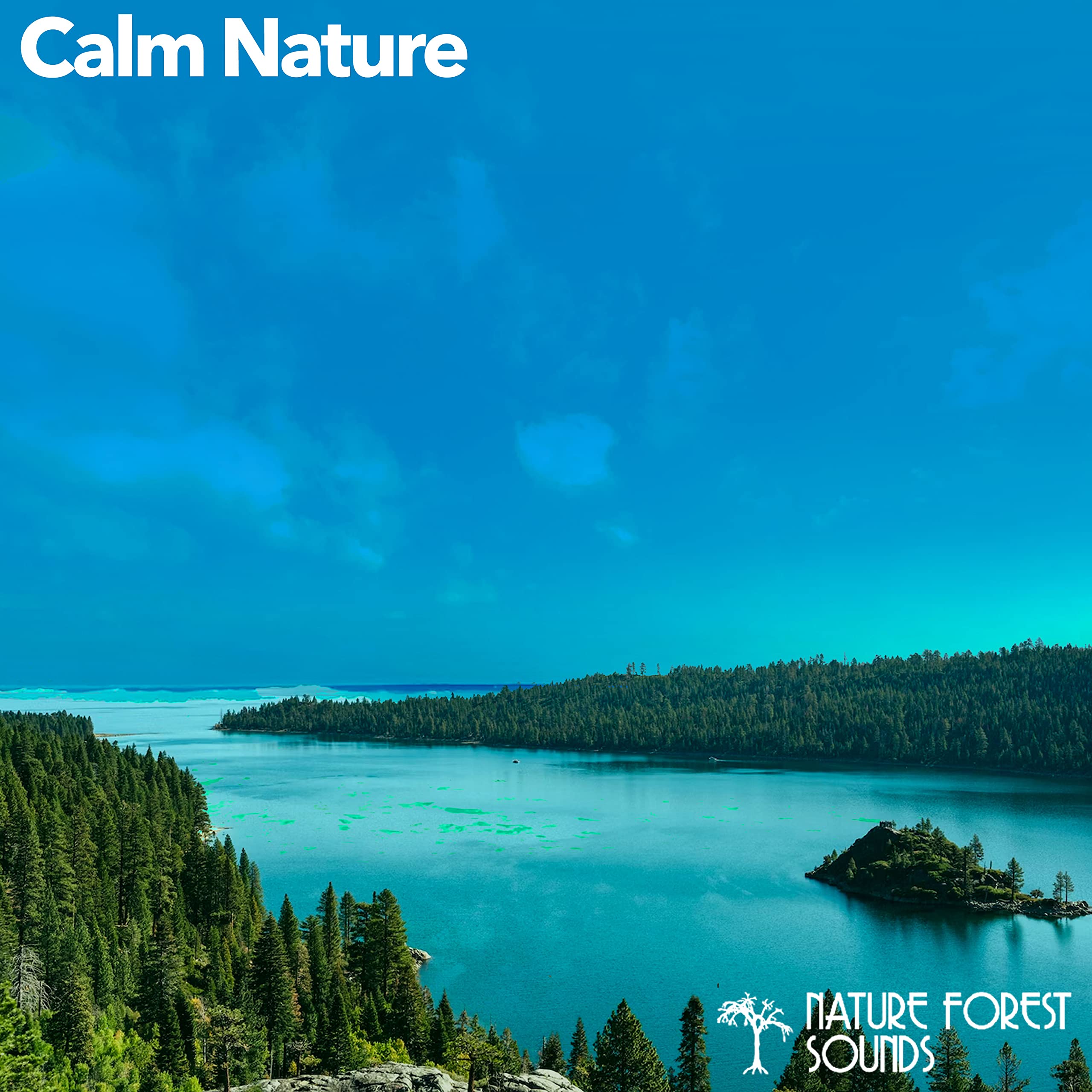 Nature Forest Sounds