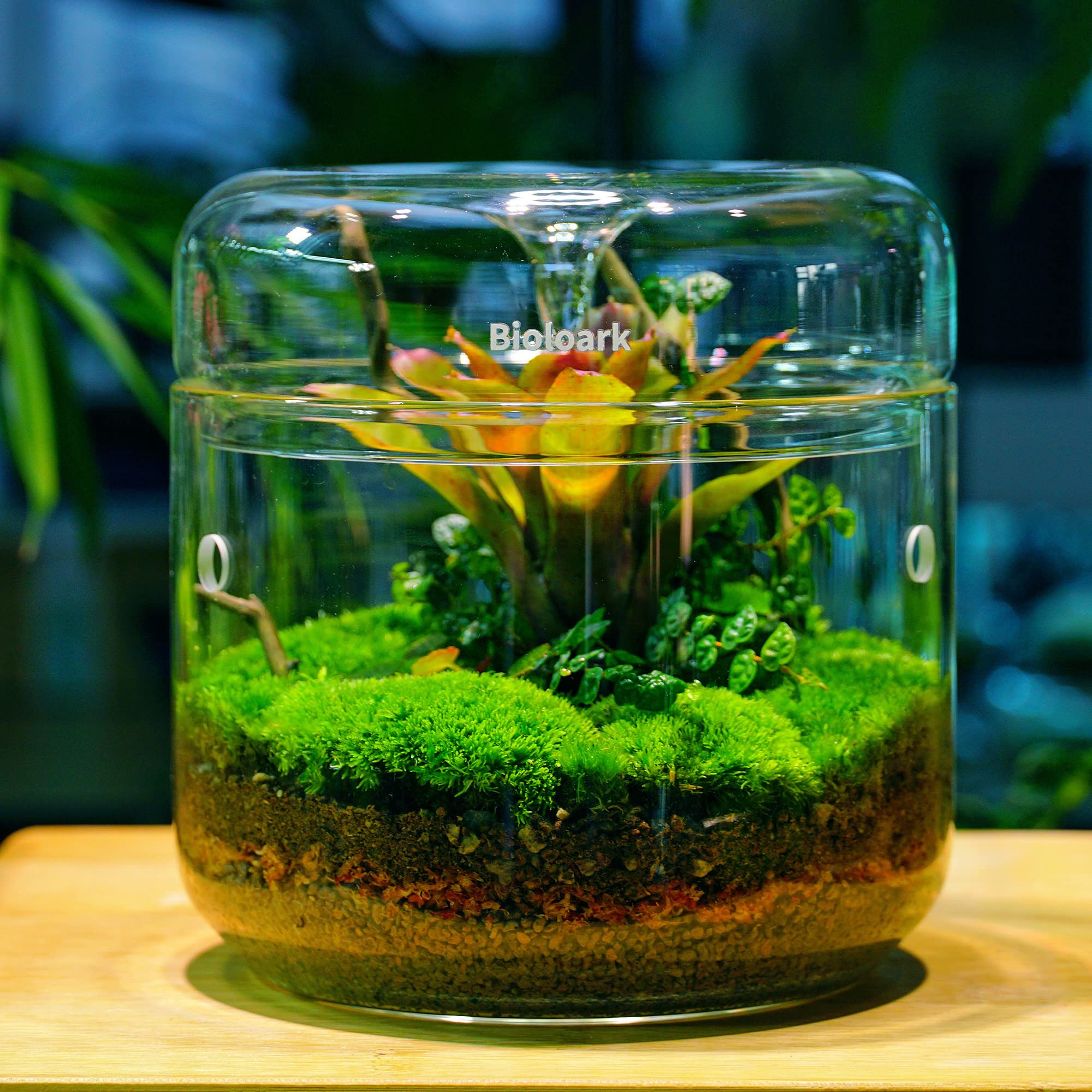 Amazon.co.jp: テラリウム専用ガラス容器 MY-120 苔テラリウムや