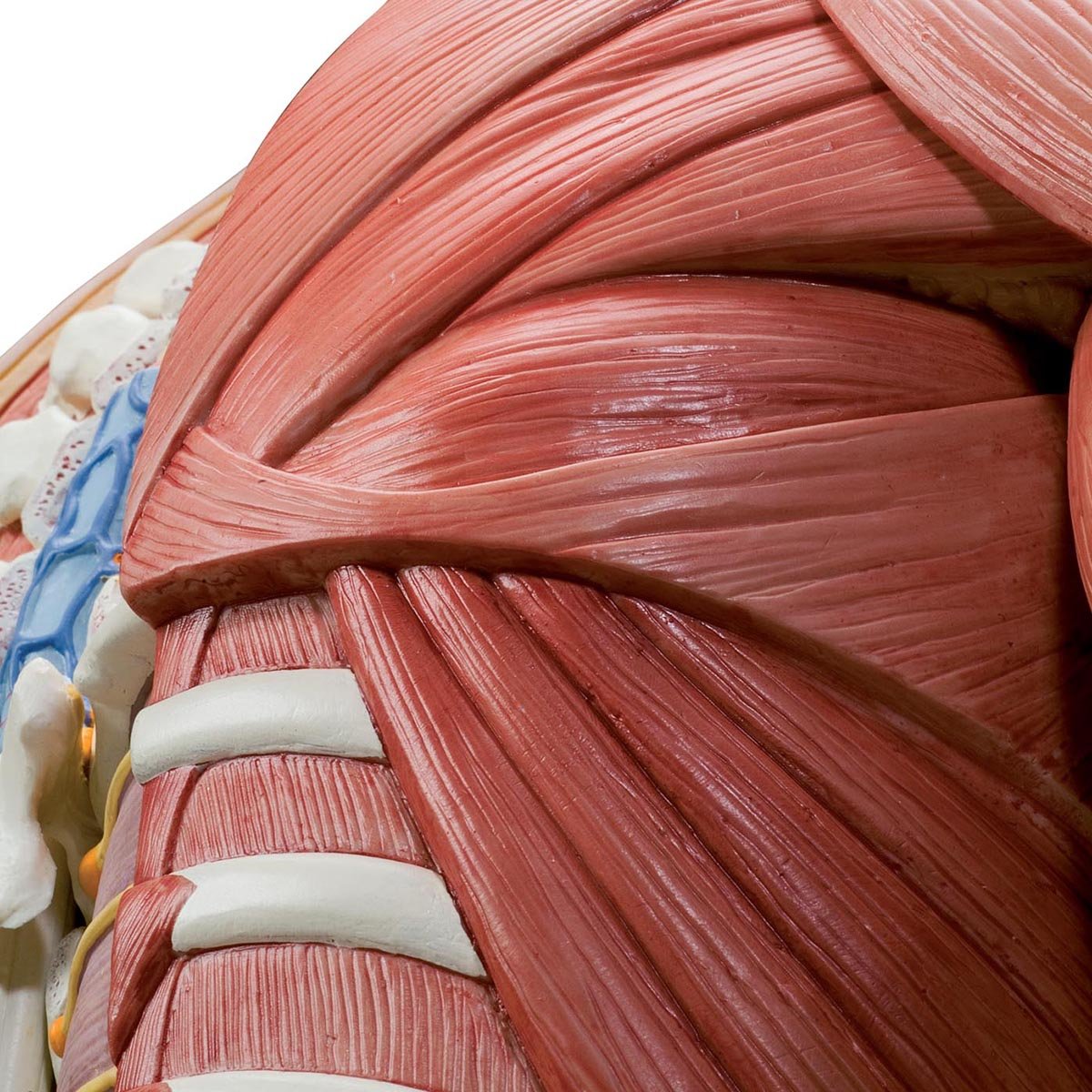 3B Scientific B40 Modelo de anatomía humana Torso de Lujo Con Músculos, 31 Partes + software de anatomía gratuito - 3B Smart Anatomy
